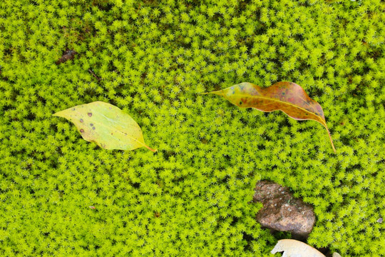 苔藓背景 绿色背景 枯叶