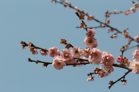 梅花