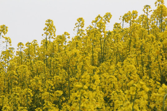 油菜花