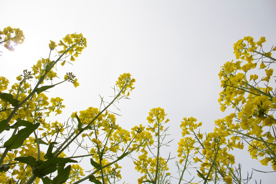 油菜花