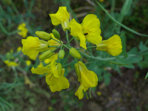 油菜花