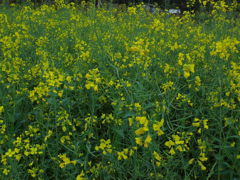 油菜花