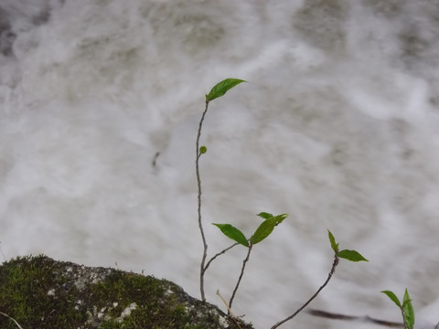 溪边小草