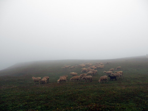 雨中羊群