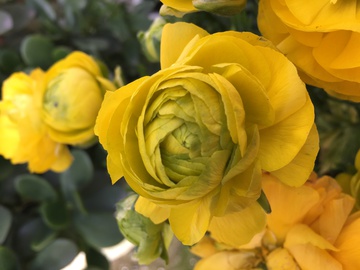 黄色花 