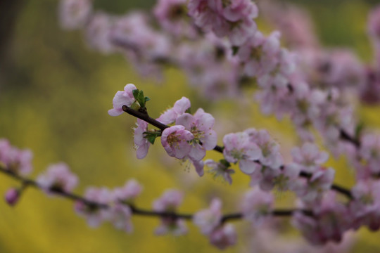 桃花 迎春花背景