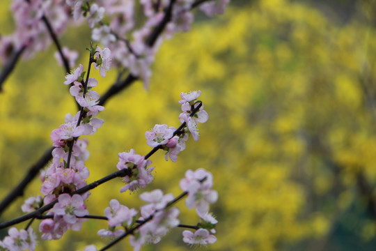 桃花 迎春花背景