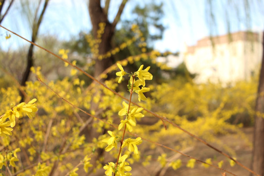 春天 迎春花