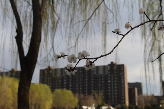 桃花 建筑背景 春天