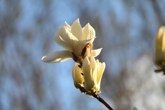 玉兰花 春天