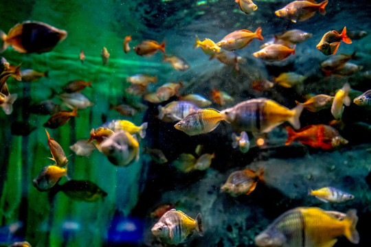 鱼缸背景图 鱼缸造景 水族店