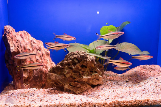 鱼缸背景图 鱼缸造景 水族店