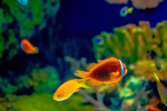 小丑鱼 海底世界 海洋馆