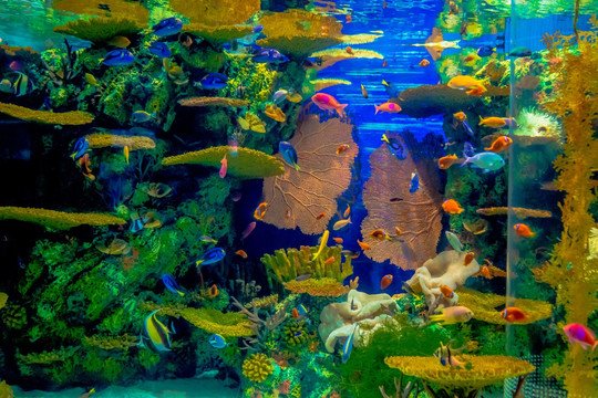 鱼缸背景图 海底世界
