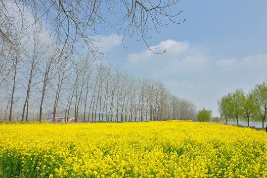 油菜花地