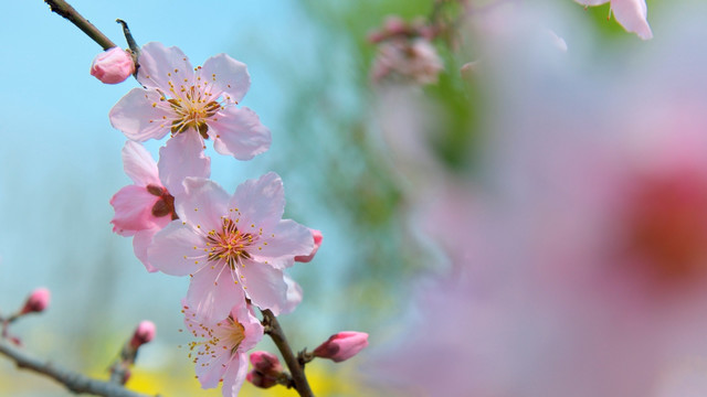 桃花