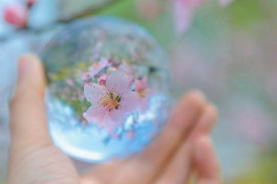 水晶球中的桃花梦幻摄影