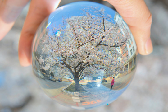 水晶球樱花梦幻摄影