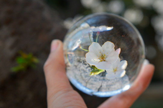 水晶球樱花梦幻摄影