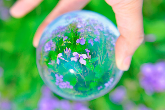 水晶球中的紫花梦幻摄影