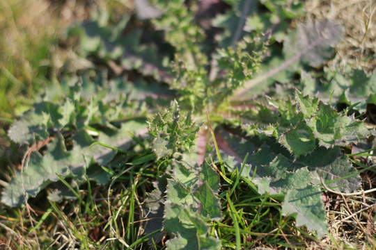 小野草