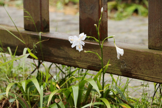 鸢尾花