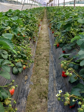 草莓基地