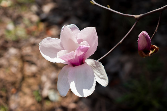 玉兰花树