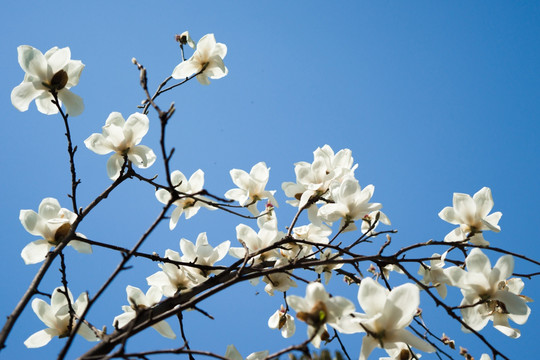 玉兰花枝