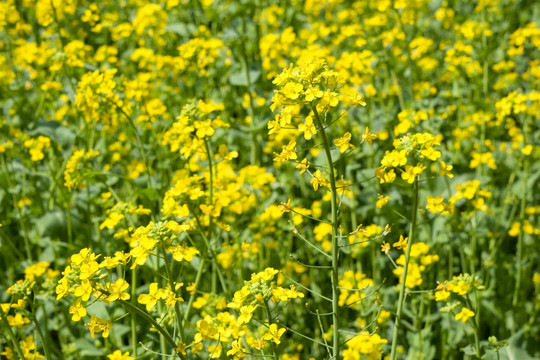 油菜花