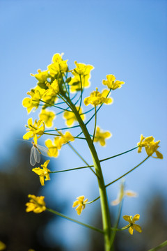 油菜花