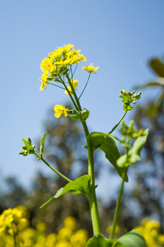 油菜花