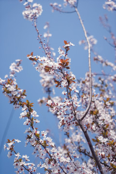 樱花林