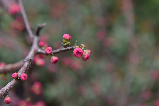 桃花 花