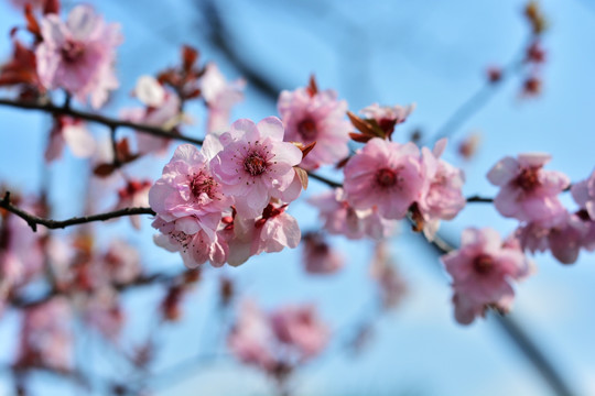 樱花