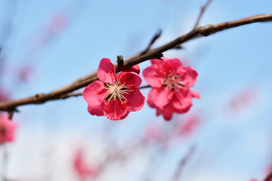 桃花