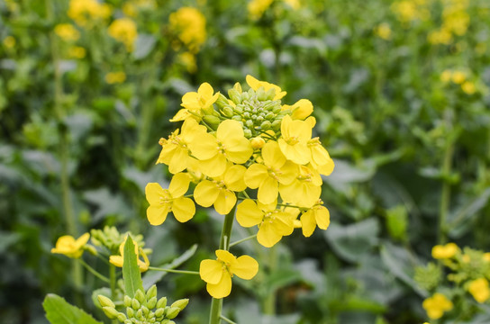 油菜花田