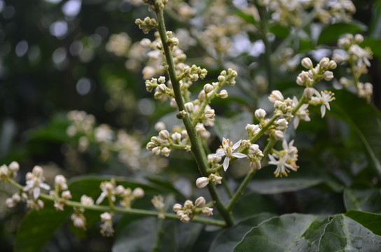 黄皮果花