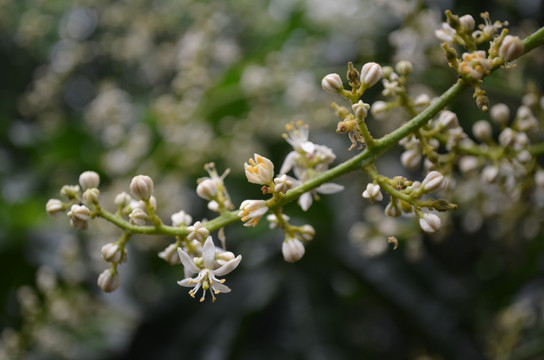 黄皮果花