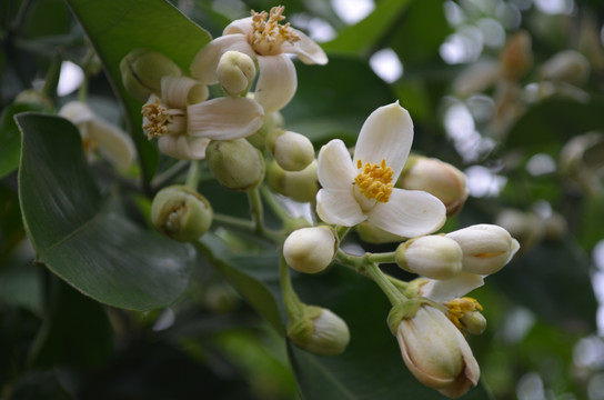 柚子花