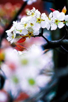 梨花