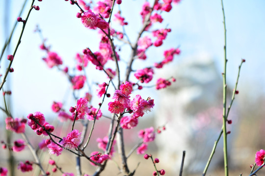 梅花  梅枝