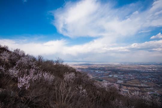 山花