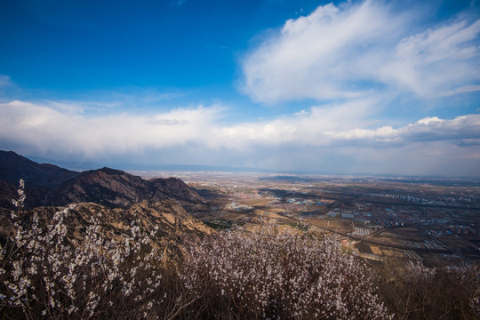 山花烂漫