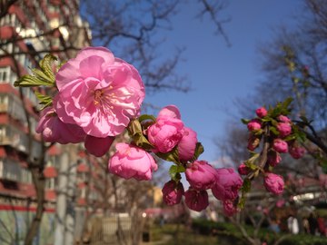 春天桃花开