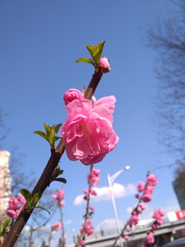 春天桃花