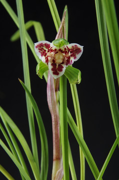 豆瓣兰 三芯蝶