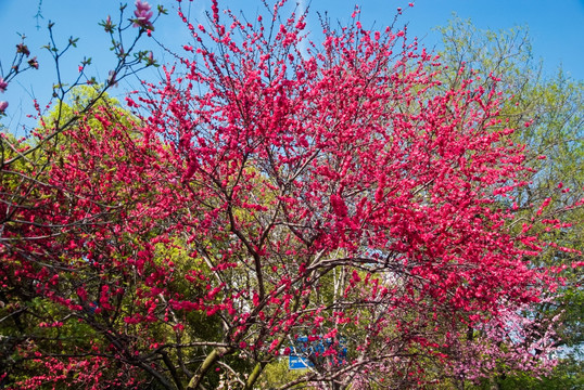 春暖花开