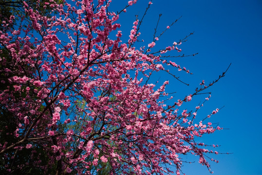 桃花 蓝天