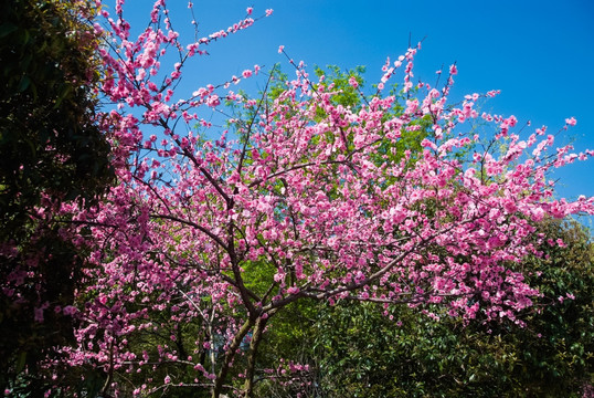 春暖花开 桃花